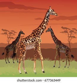 sunset african landscape colorful scene with giraffes standing