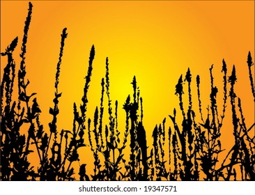 Sunset contours vector illustration