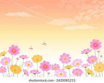 Sunset and cosmos field image background
