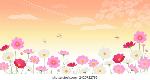 Sunset and cosmos field image background (2:1)