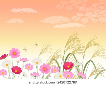 Sunset cosmos and pampas grass background image