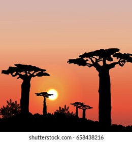 Sunset or dawn in Africa. Silhouettes of baobabs. Savannah. Vector landscape. Illustration can be used in newsletter, brochures, postcards, banner.