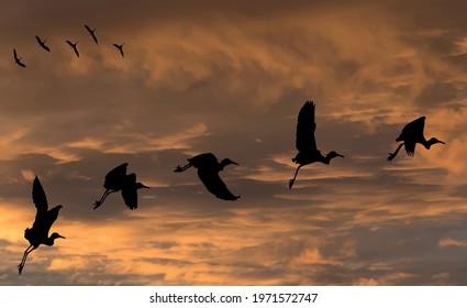 sunset, dramatic sky and silhouettes in nature with flying birds.