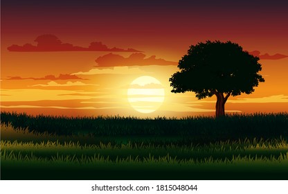 Sunset in the field with a tree