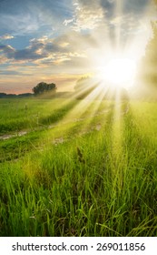 sunset in the fields, vector.