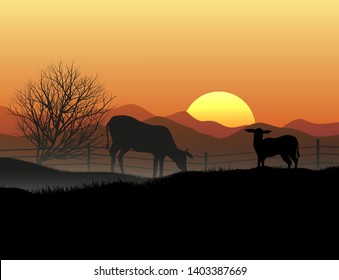 sunset landscape with grazing cattle in farm