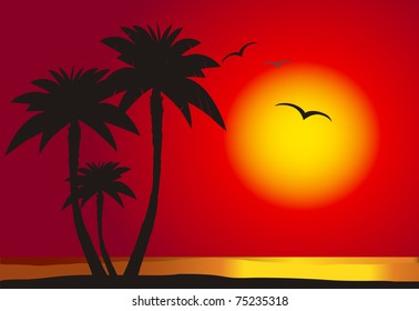 Sunset on the paradise with palm's silhouette