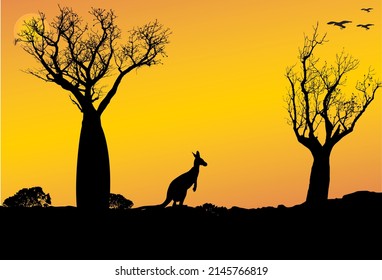 puesta de sol en la parte de atrás del oeste de Australia con árboles de canguro y boab, Adansonia gregorii