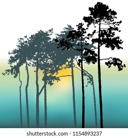 sunset and Pine trees