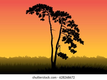 Sunset plants