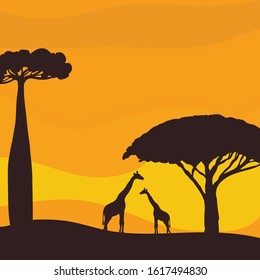 Sunset in the savannah. Silhouette of giraffes and trees. Vector illustration.