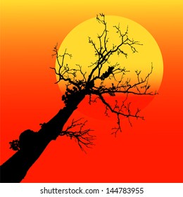 Sunset silhouette