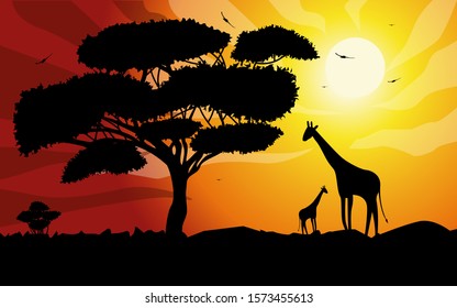 Sunset or Sunrise in Africa with the silhouettes of trees, grass, flying birds, giraffes, national home and native. The beautiful landscape of the African savannah, can be used for background