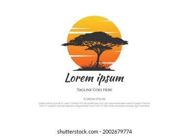 Sunset Sunrise African Acacia Tree Forest Logo Design Vector