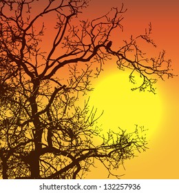Sunset with tree and bird silhouettes