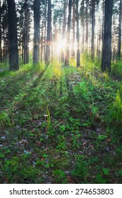 sunset in the woods, vector