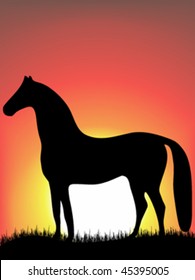 sunshine with horse in front