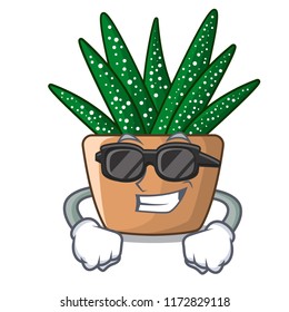 Super cool character small zebra cactus plant on pot