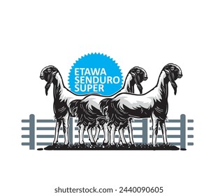 SUPER ETAWA SENDURO GOAT LOGO, silhouette of great ewe standing at farm vector illustrations