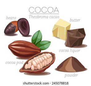 Super food cocoa beans. Pod, beans, cocoa butter, cocoa liquor and powder. Vector set.