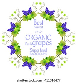 Super grape frame. The natural design banner,ticket, leaflet and so on. Place for text. Isolated elements.