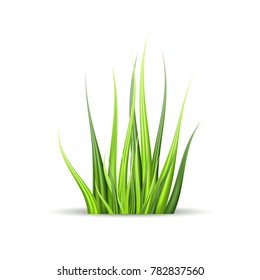 Super realistic, detailed fresh green vector grass. Isolated plant stems for front plan nature illustration. Gradient mesh tool.