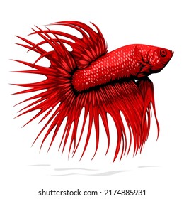Super Red Crown Tail Betta Fish Vector Isolated on White Background