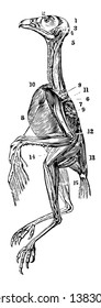 The Superficial Muscles of a Hawk which is remarkable for their marked line of attachment to their tendons, vintage line drawing or engraving illustration.