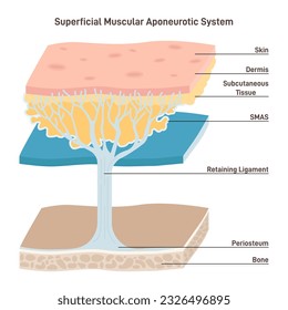 Superficial muscular aponeurotic system. Tissue plane of the face covering the cheek. Connects face and neck muscles to the skin. Flat vector illustration