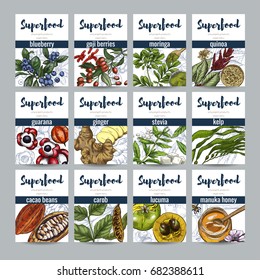 Banners de superalimentos, todo color realista ilustración de boceto vectorial dibujado a mano. Comida ecológica, arándano, cacao, jengibre, moringa, goji, lucuma, algarrobo, miel de manuka, guaraná, kelp, quinua