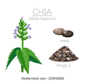 Superfood Chia Seeds. Vector Image