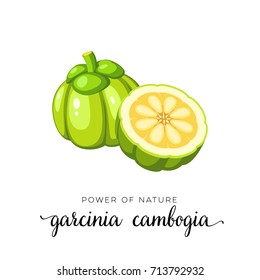 Superfood fruit. Garcinia cambogia fruit. Vector illustration cartoon flat icon isolated on white.