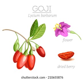 Superfood goji berries. Vector image