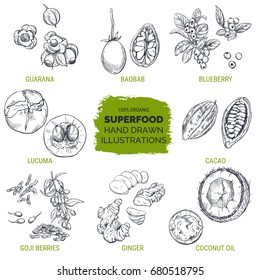 Superfood, hand drawn sketch, vector illustration