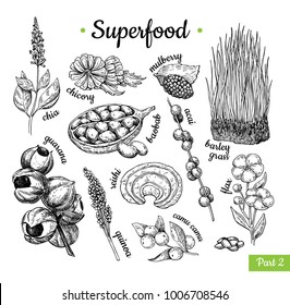 Dibujo vectorial extraído a mano de superalimentos. Dibujo botánico aislado. Chia, hierba de trigo, baobab, guarana, acai, lino, camu camu. Alimentos orgánicos saludables.  Excelente para banner, afiche, etiqueta