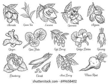 Superfood hand drawn vector illustration. Superfood plant, root, berry, nut, herb. Antioxidant, energetic food and beverage ingredients. Engraving sketch Health food. Isolated on white bakground.