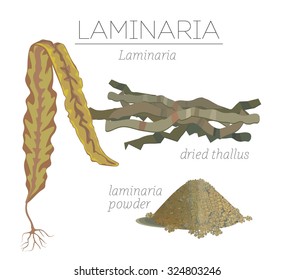 Superfood laminaria seaweed. Vector set.