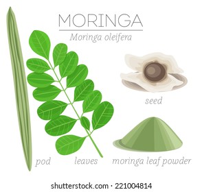 Superfood Moringa leaves, pod, seeds and leaf powder. Vector image