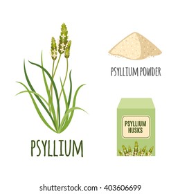 Superfood psyllium set in flat style: psyllium grass, powder, husks. Organic healthy food. Isolated objects on white background. Vector illustration