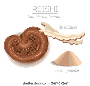 Superfood Reishi (Ganoderma Lucidum) isolated on white background. Vector image