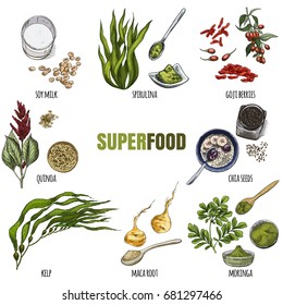 Superfood Set. Full Color Realistic Sketch Vector Illustration.