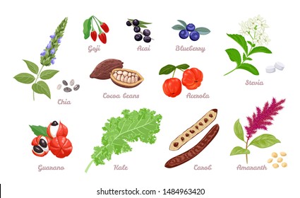 Supercomida. Dibujo vectorial de Chia, Goji, Acai, Blueberry, habas de cacao y Acerola aislados en fondo blanco. Stevia, Guarana, kale, Carob y Amaranth en caricatura de estilo simple.