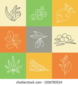 Superfoods line vector icons. Berries, powder, vegetables or fruits and seeds. Organic superfoods for health and diet. Detox and weightloss supplements