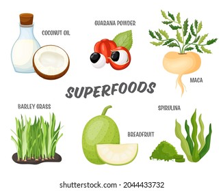 Superfoods set, flat vector illustration for detox product menu design. Healthy super foods, dietary supplement of barley grass, breadfruit, coconut oil, guarana powder, maca, spirulina for wellbeing.