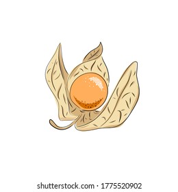 Superfoods. Vector illustration physalis, berries. Hand drawing flowers, leaves, small tomato, lanterns., Whole fruit.