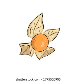Superfoods. Vector illustration physalis, berries. Hand drawing flowers, leaves, small tomato, lanterns., Whole fruit.