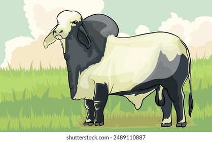 A superior bull Brahman cow is grazing in a green pasture