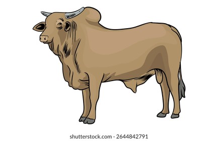 superior bull with separate white background