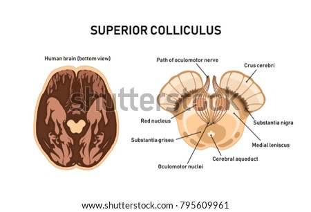 Superior Colliculus Midbrain Anatomy Vector Illustration 스톡 벡터(사용료 없음 ...