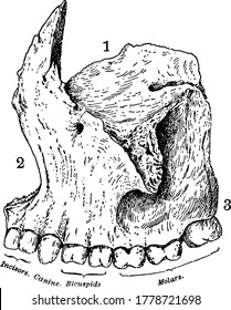 Superior maxillary bone together with its fellow on the opposite side, forms the whole of the upper jaw, with its parts labelled, vintage line drawing or engraving illustration.